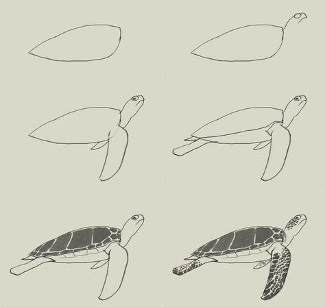 Animal Drawings Turtle, Easy Drawings Of Turtles, How To Draw Turtle, Drawing A Turtle Step By Step, How To Draw A Sea Turtle, How To Draw A Turtle, Step By Step Sea Turtle Drawing, Turtle In Ocean Drawing, Loggerhead Sea Turtle Drawing