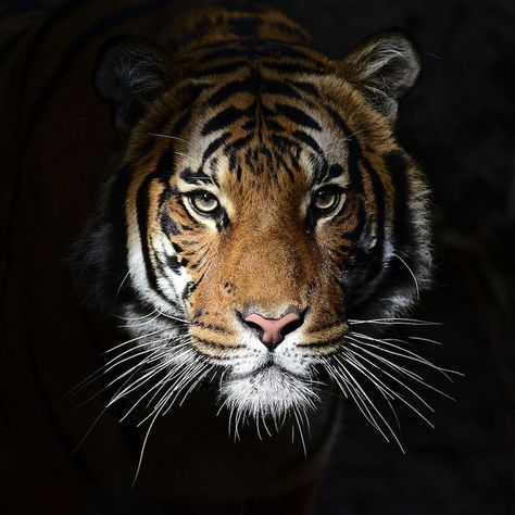 This chilling photo of Connor, a Malayan Tiger, definitely looks into the face of danger. But, man, is he gorgeous! (photo: Frank B. Baiamonte) David Shepherd, Malayan Tiger, Tiger Love, Tiger Pictures, Bengal Tiger, Exotic Pets, Beautiful Cats, 귀여운 동물, Big Cats