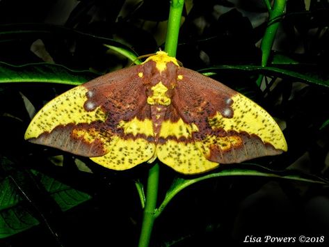 Imperial Moth Imperial Moth, Pottery Inspo, Moth Tattoo, Creepy Crawlies, Arthropods, Arachnids, Watercolour Art, Beetles, Sea Life