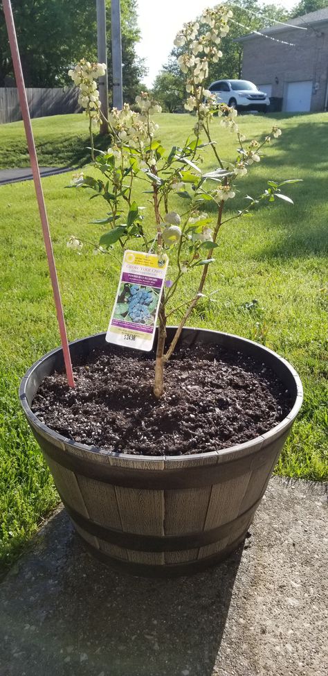 Blueberries In Containers, Highbush Blueberry, Blueberry Plant, Soil Ph, My Jam, Plant Roots, Better Future, Plant Needs, Plant Growth