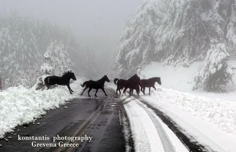 Grevena Greece | Nikos Konstantis | Flickr Snow Animals, Wild Mustangs, Majestic Horse, All The Pretty Horses, Clydesdale, Pretty Horses, Horse Photography, Horse Pictures, Horse Love