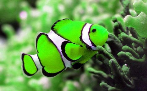 Green? ? Clown fish Salt Water Fish, Green Animals, Saltwater Tank, Beautiful Sea Creatures, Water Animals, Fish Wallpaper, Marine Fish, Underwater Creatures, Exotic Fish