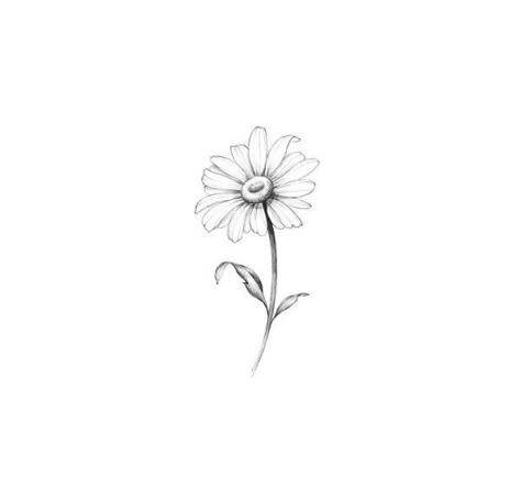 Fine Line Daisy Tattoo Ideas, Daisy Drawing Simple Tattoo, Margarita Tattoo Design, Daisy Tattoo Designs Drawings, Minimal Daisy Tattoo, Daisy Tattoo Fine Line, Daisy Tattoo Stencil, Gerbera Flower Tattoo, Margherita Tattoo