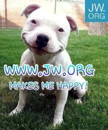 ♥♥ Smiling Pitbull, Pitbull Puppy, Love My Dog, Pitbull Puppies, Smiling Dogs, Pit Bull Terrier, Pitbull Dog, Pitbull Terrier, Happy Dogs