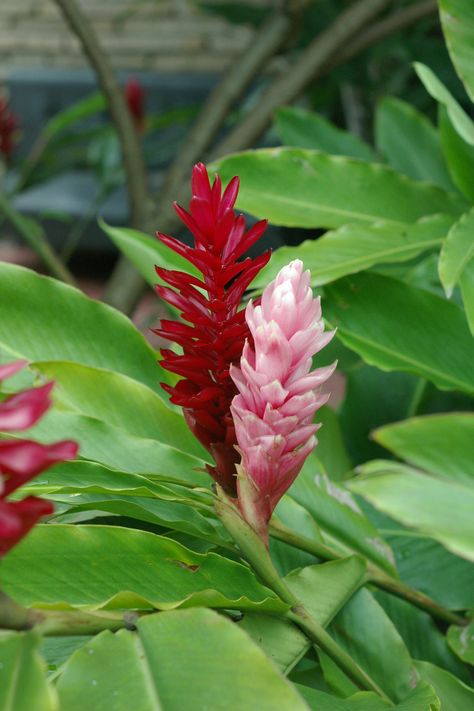 Red Torch Ginger and Pink Ginger in Los Yoses, Costa Rica. Torch Ginger, Growing Ginger, Tattoo Plant, Pink Ginger, Flower Identification, Ginger Flower, Costa Rica, Ginger, Architecture