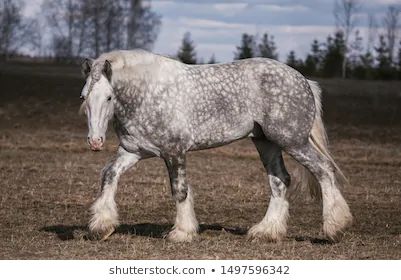 Draft Horse Breeds, Nature Aesthetics, Pony Breeds, Shire Horse, Clydesdale Horses, Horse Colors, Draft Horse, Horse Inspiration, Big Horses