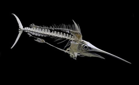 Swordfish Skeleton, Fish Skeleton, Animal Skeletons, Epic Characters, Bone Art, Marine Animals, Animal Skulls, Fish Bone, Skeleton