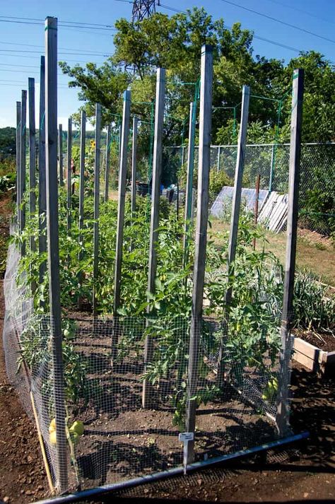 The tidiest, easiest, BEST way to grow tomato plants is the string method. Hands down, no contest. Trellising Tomatoes, Florida Weave, Gardening Tomatoes, Growing Art, Tomato Growing, Growing Organic Tomatoes, Tomato Trellis, Growing Tomato Plants, Tomato Vine