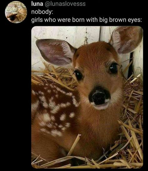 Brown Eye Quotes, People With Brown Eyes, Deer Eyes, Aesthetic Names For Instagram, Eyes Meme, Pretty Brown Eyes, Online Scrapbook, Big Brown Eyes, Doe Eyes