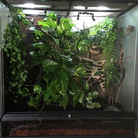 Bio Active Terrarium, Bioactive Terrarium, Chameleon Enclosure, Bioactive Vivarium, Jungle Home, Beautiful Terrariums, The Incredible Journey, Live Aquarium Plants, Reptile Terrarium