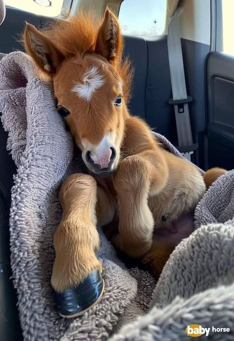 Miniature Ponies, Trick Riding, Cute Horse Pictures, I'm Not Perfect, Unknown Facts, Cute Ponies, Baby Horses, Funny Horse, Miniature Horse