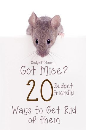 Diy Mice Repellent, Mouse Poison, How To Deter Mice, Mice Infestation, Getting Rid Of Rats, Rodent Repellent, Mice Repellent, Getting Rid Of Mice, Glue Traps