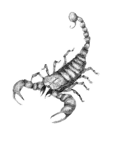 Scorpio stippling drawing | Drawings, Stippling drawing, Scorpio Scorpio Sketch, Scorpio Drawing, Hand Guide, Zodiac Signs Art, Stippling Drawing, Stick Poke, Pen Ink Drawing, Scorpio Tattoo, Zodiac Aquarius