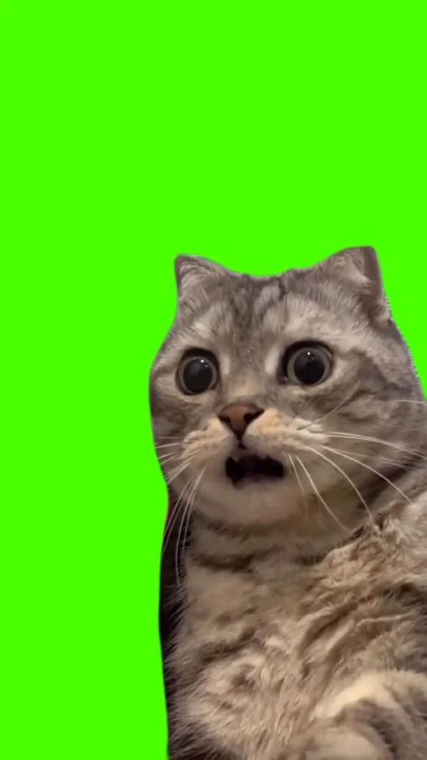 Template Green Screen, Shocked Cat, Игрушки Funko Pop, Free Funny Videos, Cat Memes Funny, Green Screen Photo, Template Green, Green Screen Footage, Funny Short Video Clips