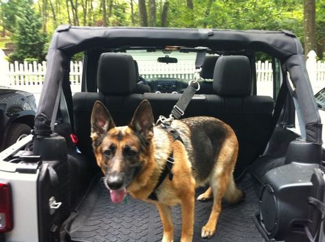 Dog Harness and Attachments - Jeep Wrangler Forum Camping Jeep, Jeep Wrangler Forum, Jeep Gear, Jeep Dogs, Cj Jeep, Tj Wrangler, Jeep Camping, Jeep Mods, Jeep Wrangler Accessories