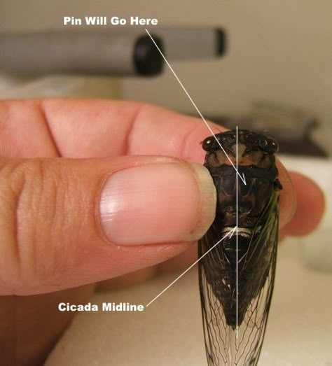 How to Preserve Your Cicadas - Pinning Insect Taxidermy Diy, Insect Pinning Diy, Bug Taxidermy Diy, How To Preserve Bugs, How To Pin Butterflies, How To Pin Insects, Preserving Bugs, Cicada Taxidermy, Pinning Bugs