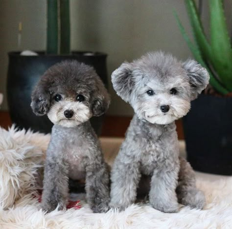 Silver Mini Poodle, Grey Toy Poodle, Silver Toy Poodle, Gray Toy Poodle, Micro Poodle, Grey Poodle Standard, Mini Poodle Puppy, Teddy Bear Poodle, Toy Poodle Haircut