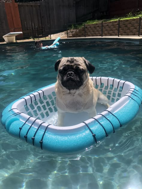 Yes Diy Dog Floats For Pool, Dog Floaties, Dogs In Pool, Paddling Pool Ideas, Diy Dog Projects, Pool Noodle Float Diy, Dog Floats For Pool, Diy Dog Pool, Dog Pool Ideas