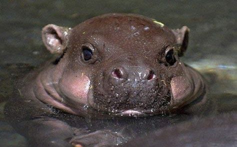 Hippopotamus, Baby Animals, Water, Animals