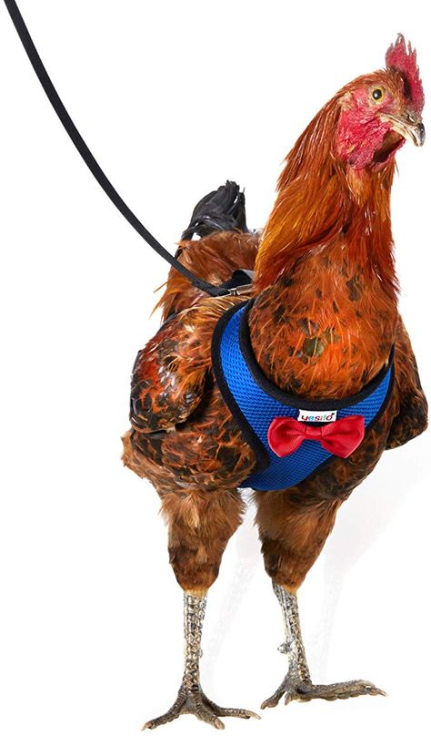 Chicken Leash, Chicken Harness, Training Chickens, Pink Pet, Pet Harness, Pet Training, Medium Dogs, Dog Harness, Hen