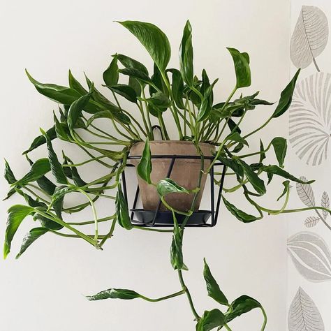 Shangri La Pothos: Care Tips for a Stunning Plant Pothos Shangri La, Pothos Care Tips, Pothos Care, Jade Plant Care, Zoysia Grass, Philodendron Plant, Insecticidal Soap, Crassula Ovata, Pothos Plant