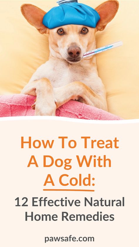 Sick Dog Remedies, Dog Sneezing, Dog Coughing, Dog Cold, Dog Remedies, Cold Medicine, Boost Immunity, Sick Dog, Dog Essentials