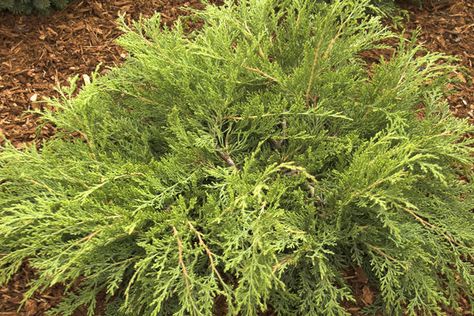 Product Detail - Bailey Portal Cypress Plant, Full Sun Shrubs, Evergreen Groundcover, Trailing Flowers, Organic Mulch, Bird Bath Garden, Blueberry Bushes, Wildlife Gardening, Evergreen Shrubs