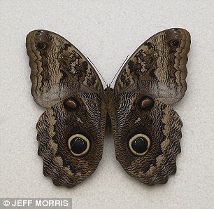 Eye knew it! Markings on butterflies really DO mimic a predator's gaze #dailymail Butterfly With Eyes, Eye Floaters Causes, Iris Eye, Atlas Moth, Butterfly Eyes, Cobra Pose, The Mimic, Hawk Moth, Owl Images