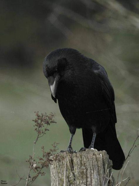 Carrion Crow, Photography Wildlife, Blackbird, Photography, Animals, Black