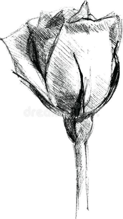 Flower Hatching Drawing, Roses Pen Drawing, Easy Ballpoint Pen Drawings, Ink Illustrations Flowers, Rapid Art Easy, Rose Sketch Simple, Ballpoint Pen Art Sketches, Rose Pen Drawing, Ballpoint Pen Drawing Sketches