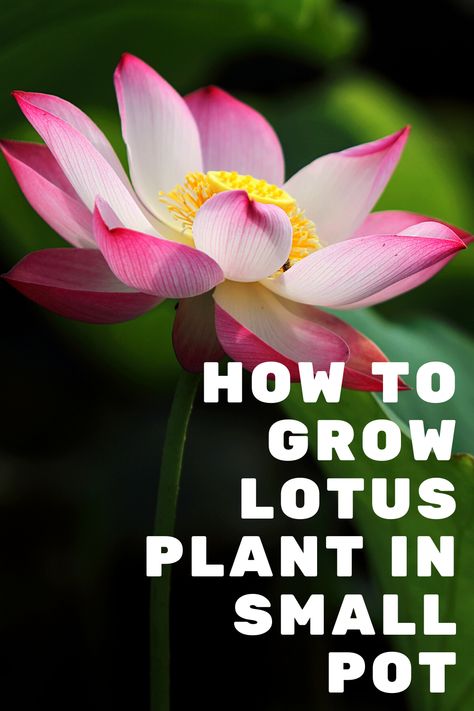 How to Grow a Lotus Plant in a Small Pot Growing Lotus, Lotus Garden Outdoor, Lotus Flowers, Herbal Tea Garden, Lotus Garden, Growing Mint, Lotus Plant, Planting Pot, Garden Help