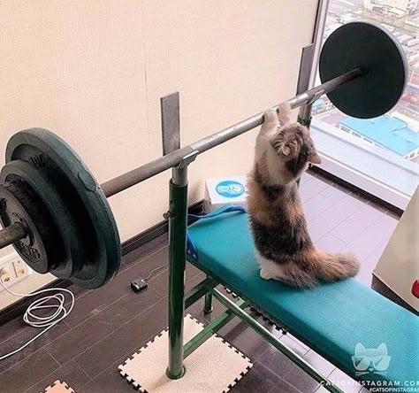 Cat Gym, Cat Work, My Bf, Cute Cats Photos, Gym Memes, Tokyo Olympics, Funny Animal Jokes, Cat Boarding, Silly Animals