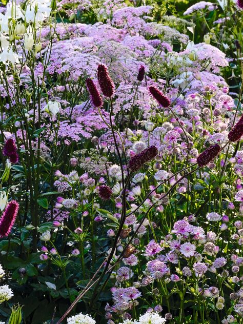 A rambling, romantic border scheme for early summer using just five plants | House & Garden Cottage Garden Planting Scheme, Cottage Garden Colour Scheme, Low Maintenance Borders Plants, Planting Schemes Uk, Flower Combinations For Garden, Modern Cottage Garden Design, Cottage Garden Border, Modern Cottage Garden, Perennial Border Plants