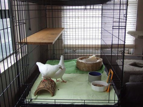 Pigeon Pet, Pigeon Cage, Pet Pigeon, Pigeon House, Cages For Sale, Homing Pigeons, Spooky Ideas, Pigeon Loft, Dove Pigeon