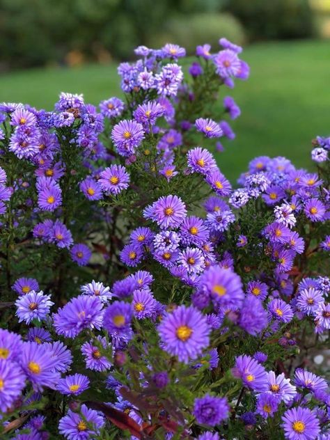 Purple Asters 💜 Purple Aster Flower, Purple Aster, Herbal Plants, Aster Flower, Beautiful Flowers Garden, Colorful Garden, Pretty Flowers, Garden Plants, Flower Garden