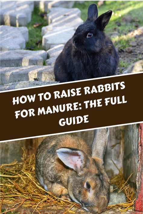 Discover the advantages of incorporating rabbit manure in your gardening routine as a natural and cost-effective fertilizer. Explore the process of raising rabbits specifically for their valuable manure and learn practical tips on utilizing it to enhance the health of your garden soil. Unlock the potential benefits of this sustainable practice for a thriving garden full of lush, vibrant growth. Raising Rabbits For Fertilizer, Raising Rabbits For Profit, Homestead Rabbits, How To Raise Meat Rabbits, How To Stop Rabbits From Eating Plants, Flemish Giant Rabbit Care, Horse Manure, Chicken Manure, Rabbit Eating