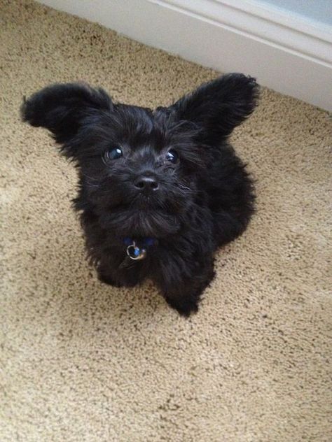 Black Yorkipoo Yorkie Poo Puppies, Terrier Poodle Mix, Smile Makers, Yorkie Poodle, Yorkie Mix, Poodle Grooming, Bulldog Breeds, Designer Dogs, Yorkie Poo