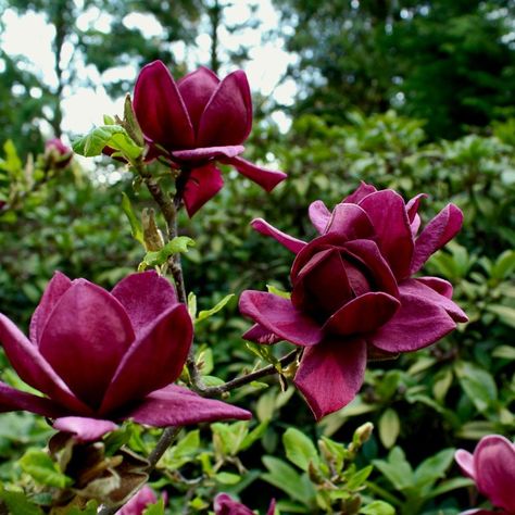 Magnolia Genie, Loam Soil, Purple Magnolia, Small Trees For Garden, Patio Fruit Trees, Strawberry Tree, Magnolia Grandiflora, Colour Flowers, Maroon Colour