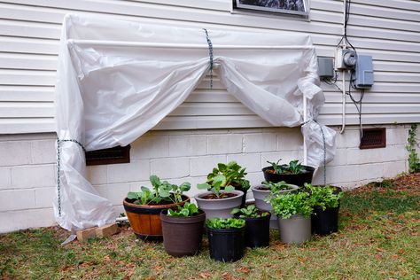 Fold-Down Greenhouse - Make this fold-down greenhouse with PVC pipes to protect your plants from frosts and cold weather! Tutorial: Bonnie Plants Small Greenhouse Ideas, Diy Greenhouse Cheap, Best Greenhouse, Diy Greenhouse Plans, Pvc Pipe Projects, Build A Greenhouse, Pvc Projects, Home Greenhouse, Wooden Greenhouses