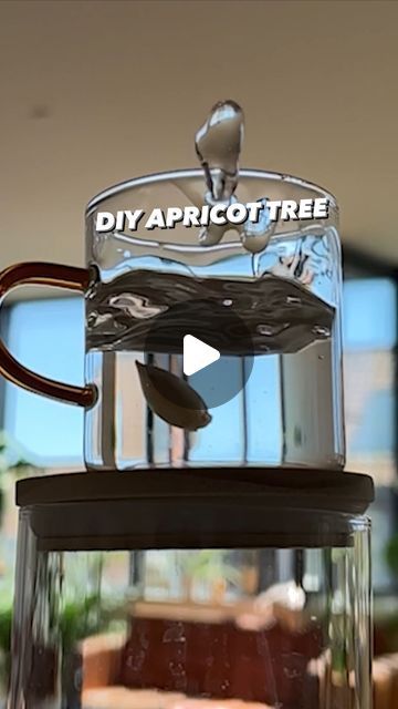 362K views · 19K likes | Armen Adamjan on Instagram: "How to grow your own apricots at home! 🌱🤩 . . . . #apricot #fruits #lifehacks #diy #howto #plants #gardening #plantbased" Apricot Seed Planting, Apricot Tree, School Garden, Grow Your Own, Apricot, Fruit Trees, Life Hacks, Seeds, Fruit