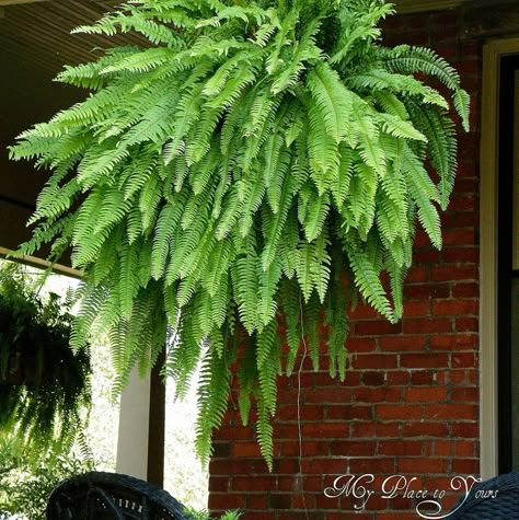 How to have HANGING FERNS that are the ENVY of the Neighborhood :: Hometalk Hanging Ferns, Container Design, The Soil, Lawn And Garden, Dream Garden, Garden And Yard, Green Thumb, Garden Projects, Garden Inspiration