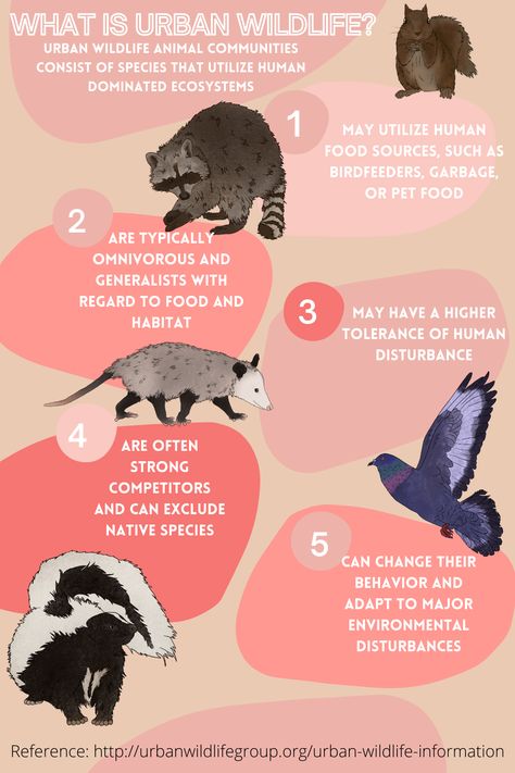 Knowing about our Urban Wildlife neighbors helps us better understand, co-exist, and avoid conflict. Urban Wildlife, Street Cats, Cat Language, Wild Animals, Veterinarian, Animals Wild, This Is Us, Animals, Art