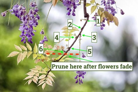 Wisteria Pruning, Training Vines, Bug Hotel, Backyard Garden Layout, Fast Growing Plants, Clay Soil, Bonsai Trees, Hanging Flowers, Lilac Flowers