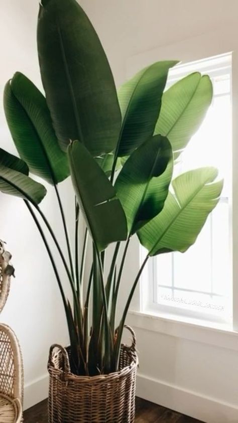 Bird Of Paradise Plant Living Room, Bird Of Paradise Plant Indoor, Vertikal Garden, Birds Of Paradise Plant, Bird Of Paradise Plant, Tropical House Plants, Paradise Plant, نباتات منزلية, Ivy Plants