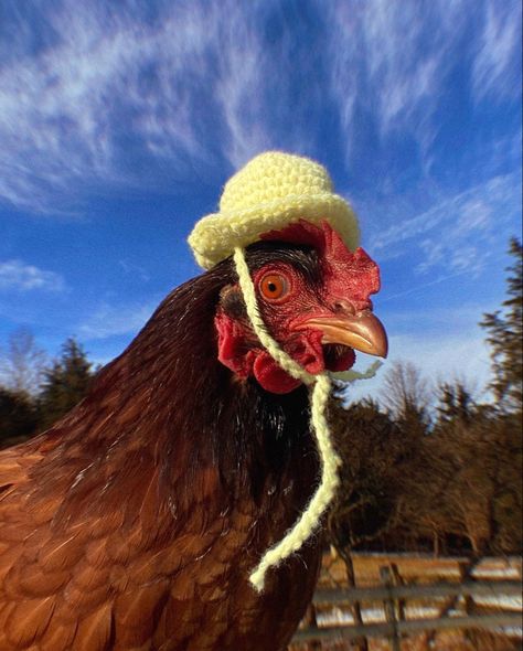 Chicken Pfp, Crochet Chicken Hat, Silly Chickens, Chicken Aesthetic, Chicken Animal, Chicken Hats, Chicken Pictures, Red Chicken, Crochet Chicken