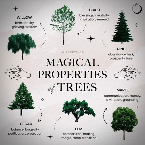 Standing Spruce on Instagram: “These magic trees you can find almost anywhere. These trees are safe alternatives to burning Sage in your home, Traditional living and…” Tree Meanings, Magical Trees, Fertility Health, Burning Sage, Magical Tree, Witch Spirituality, Wiccan Spell Book, Jar Art, Forest Bathing