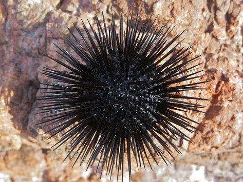 Black Sea Urchin, Whale Fall, Purple Sea Urchin, Life Underwater, Sea Punk, Micro Organisms, Ocean Collection, Kelp Forest, Aquatic Creatures