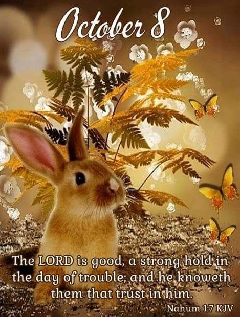 October Blessings, Nahum 1 7, December Scriptures, Tree Poem, October Quotes, October Calendar, Scripture Of The Day, Bible Study For Kids, Precious Animals