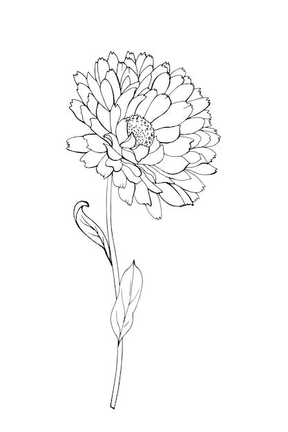 One black outline flower calendula, bran... | Premium Vector #Freepik #vector Calendula Tattoo Design, Calendula Flower Tattoo, Calendula Tattoo, Outline Flower, Book Vector, Doodle Art Flowers, Calendula Flower, Flower Outline, Flower Tattoo Designs