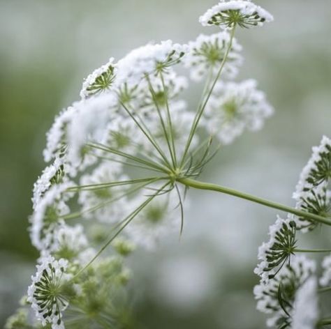 Ammi Flower, Ammi Majus, Most Popular Flowers, Home Grown Vegetables, Seed Catalogs, Pollinator Garden, White Garden, Queen Annes Lace, Hardy Perennials